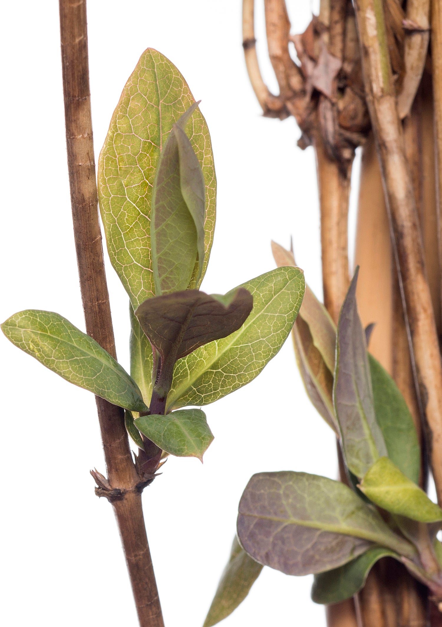 Kamperfoelie (Lonicera heckrotii 'Goldflame') D 16 H 75 cm