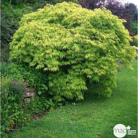 Acer palmatum dissectum : arbuste 1/2 tige