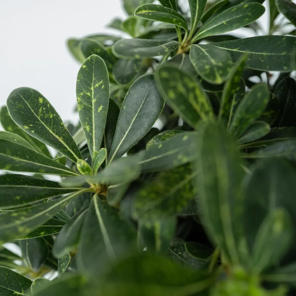 Australische laurier - Pittosporum tobira nanum - Hoogte 30-40cm - ⌀19cm