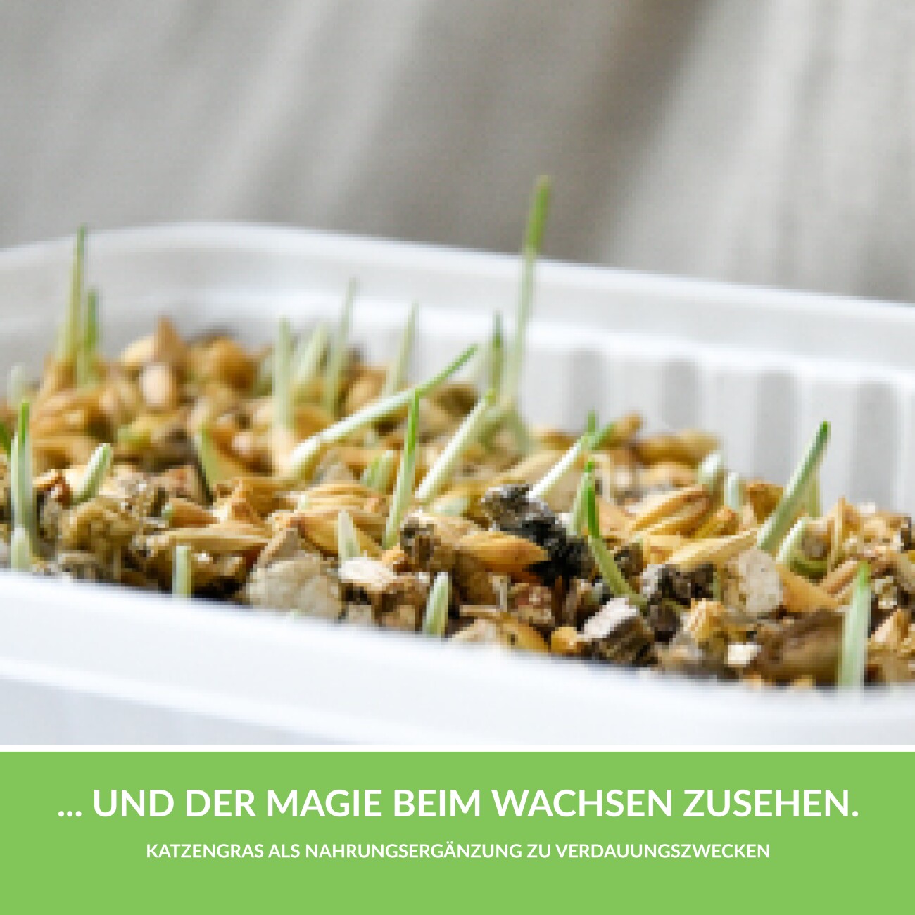 GimCat Katzengras 150g