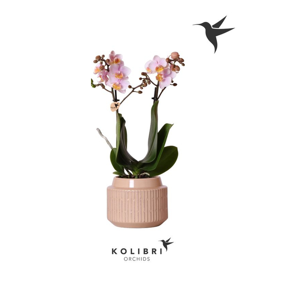 Orchidée Phalaeonopsis 'Kolibri'2 tiges - pot D.9 cm