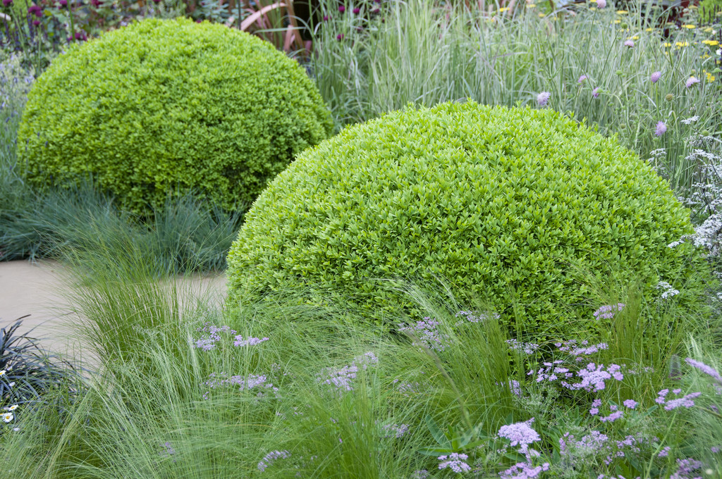 6x buxus sempervirens - boite haie - rustique - ⌀9 cm-↕ 15-20 cm