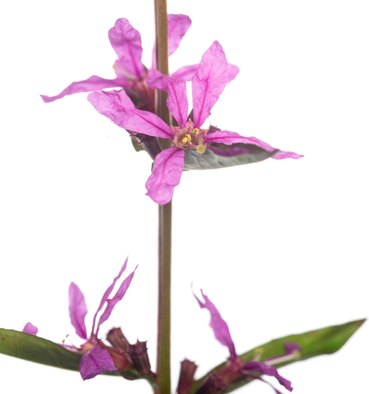 Grote Kattenstaart (Lythrum salicaria 'Dropmore Purple') D 11 H 90 cm