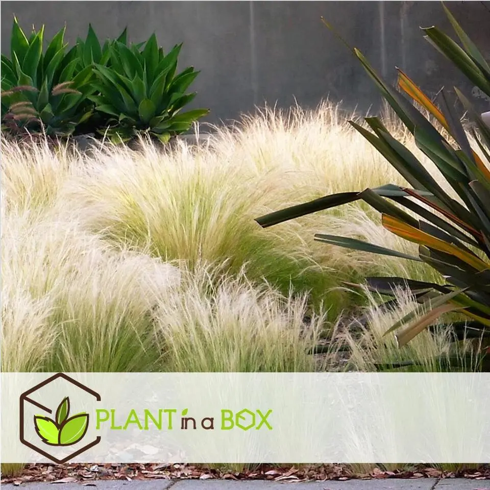 Vedergras - Set van 9 - Stipa tenuifolia 'Pony Tails' - Hoogte 20-30cm - ⌀9cm