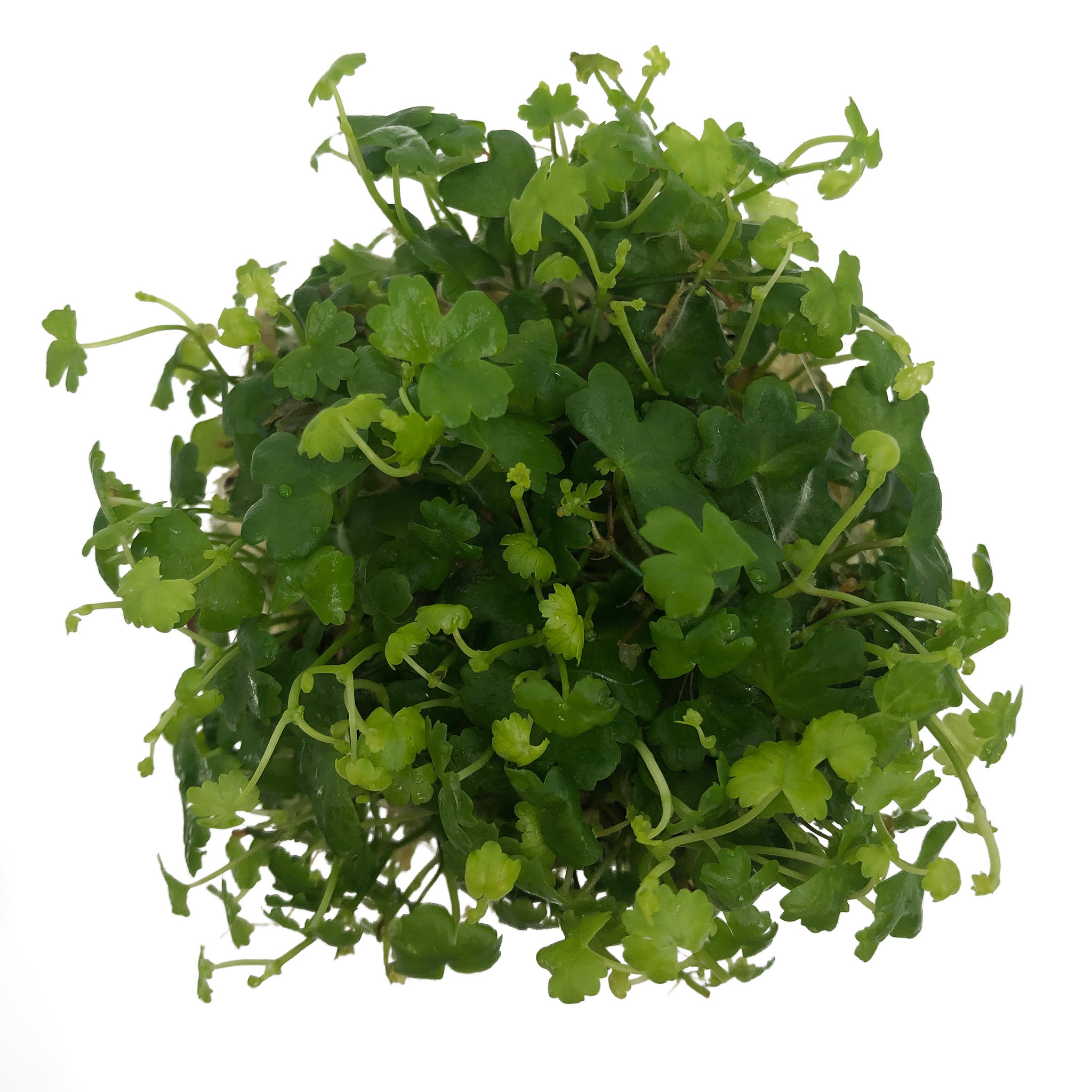 Waterplant Hydrocotyle Tripartita in-vitro | Aquariumplant
