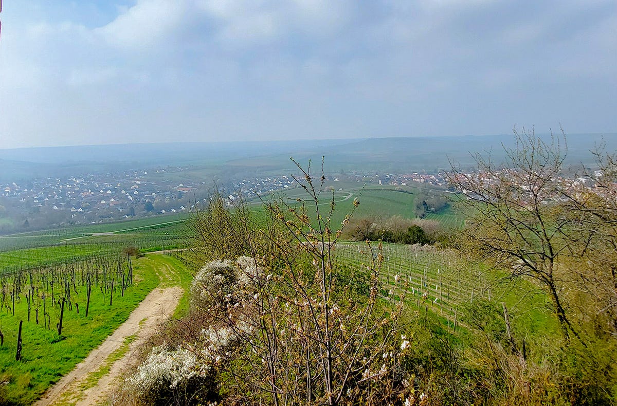 Weinwanderung Rheinhessen