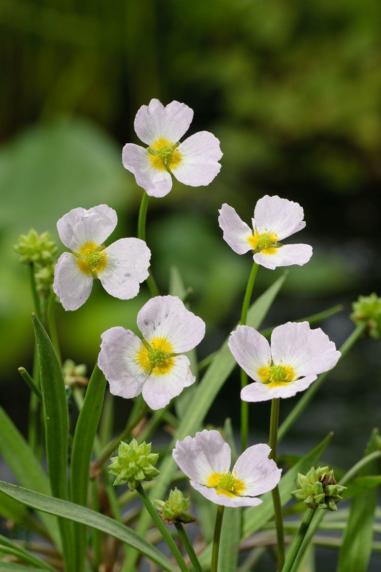 Stijve Moeras Weegbree (Baldellia ranunculoides) D 9 H 15 cm