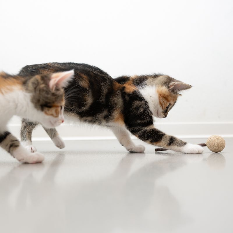 Jouet Modern Living Sucette au matatabi Fukuoka pour chat