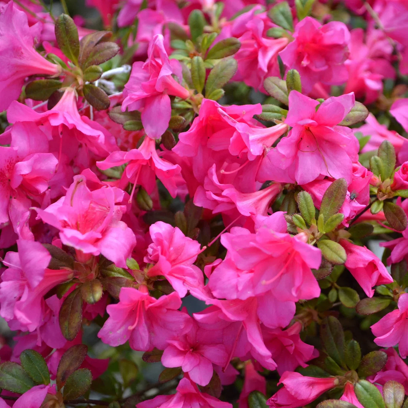 Rhododendron (Japanska Azalea-Group) 'Melina' Japanasalea 'Melina' Ø17 cm