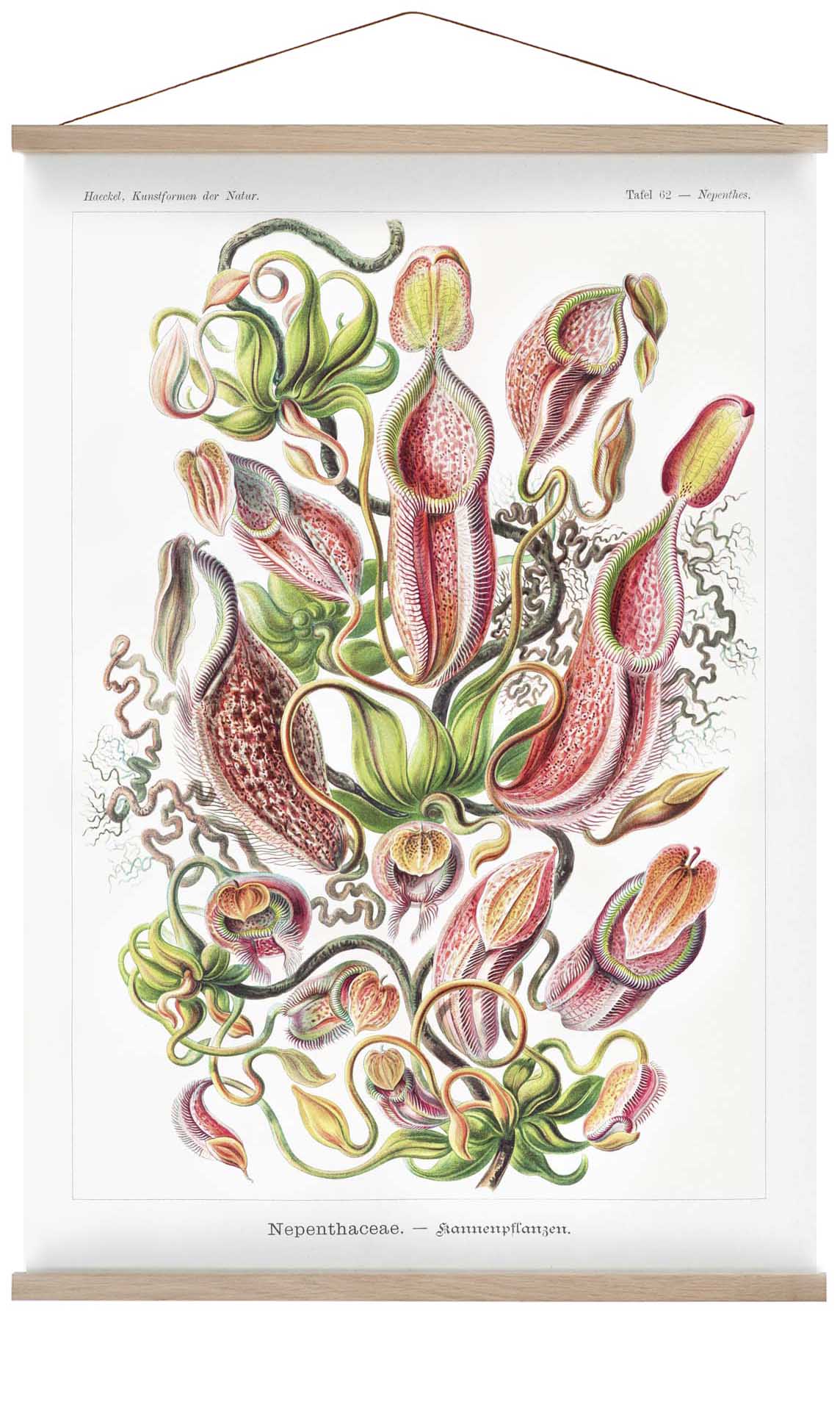 Nepenthaceae von Ernst Haeckel