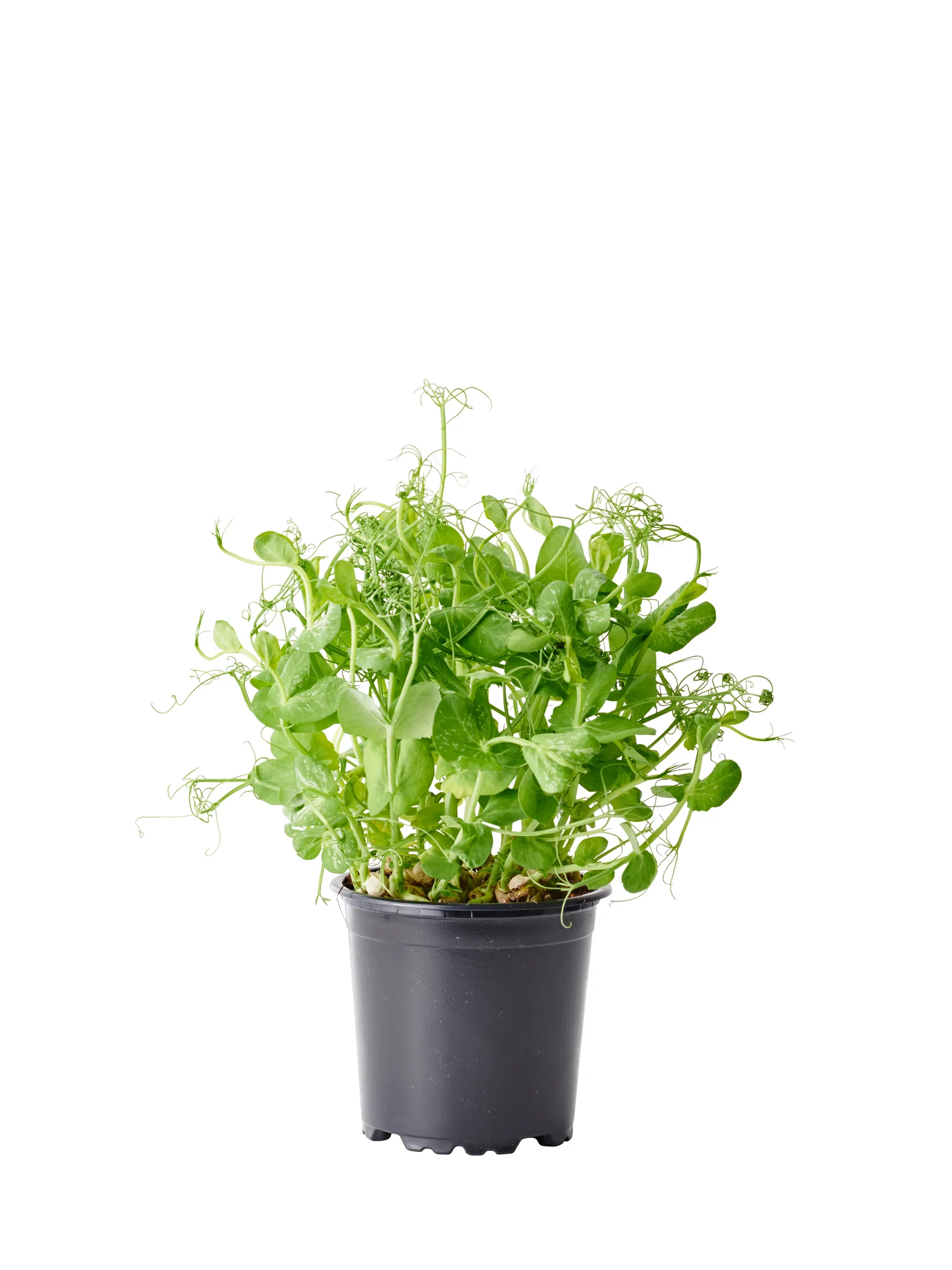 Pisum sativum Spirer Ø12 cm
