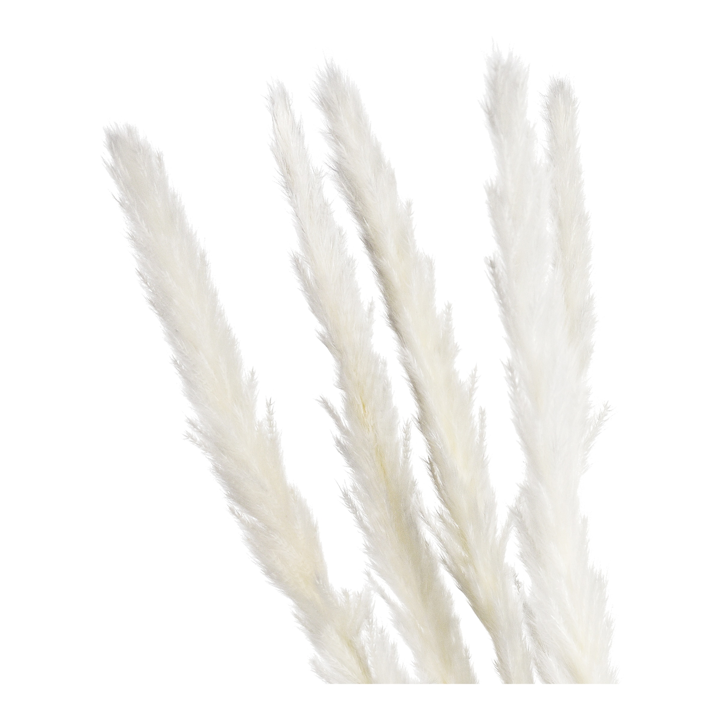 creme, L 65 cm