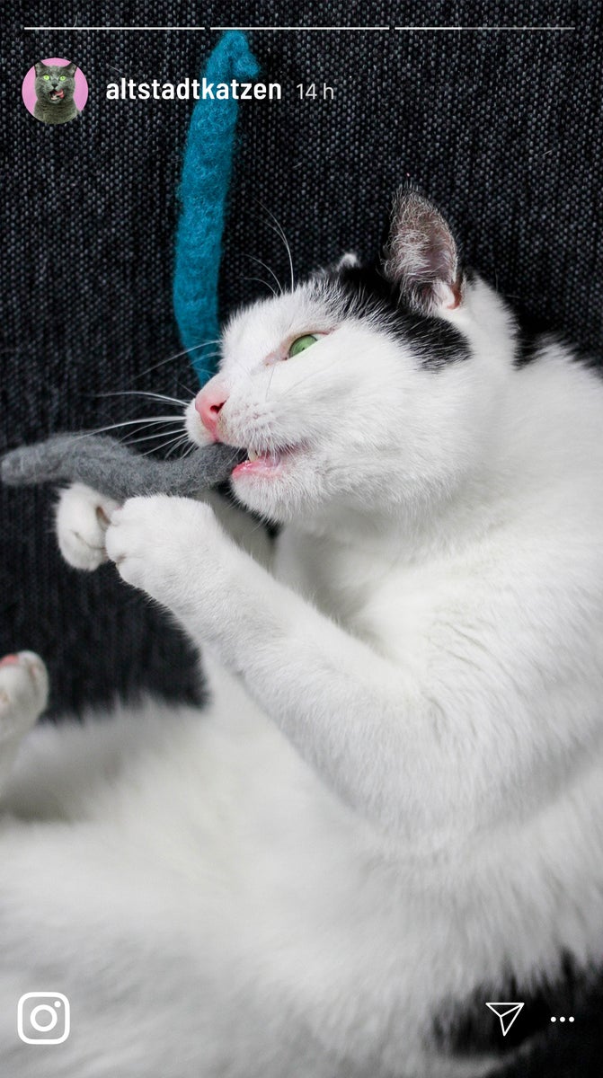handgerolde viltballetjes plus kattenkruidspray. De kattenkruidspray maakt de kattenballetjes tot een nog aantrekkelijker kattenspeeltje.