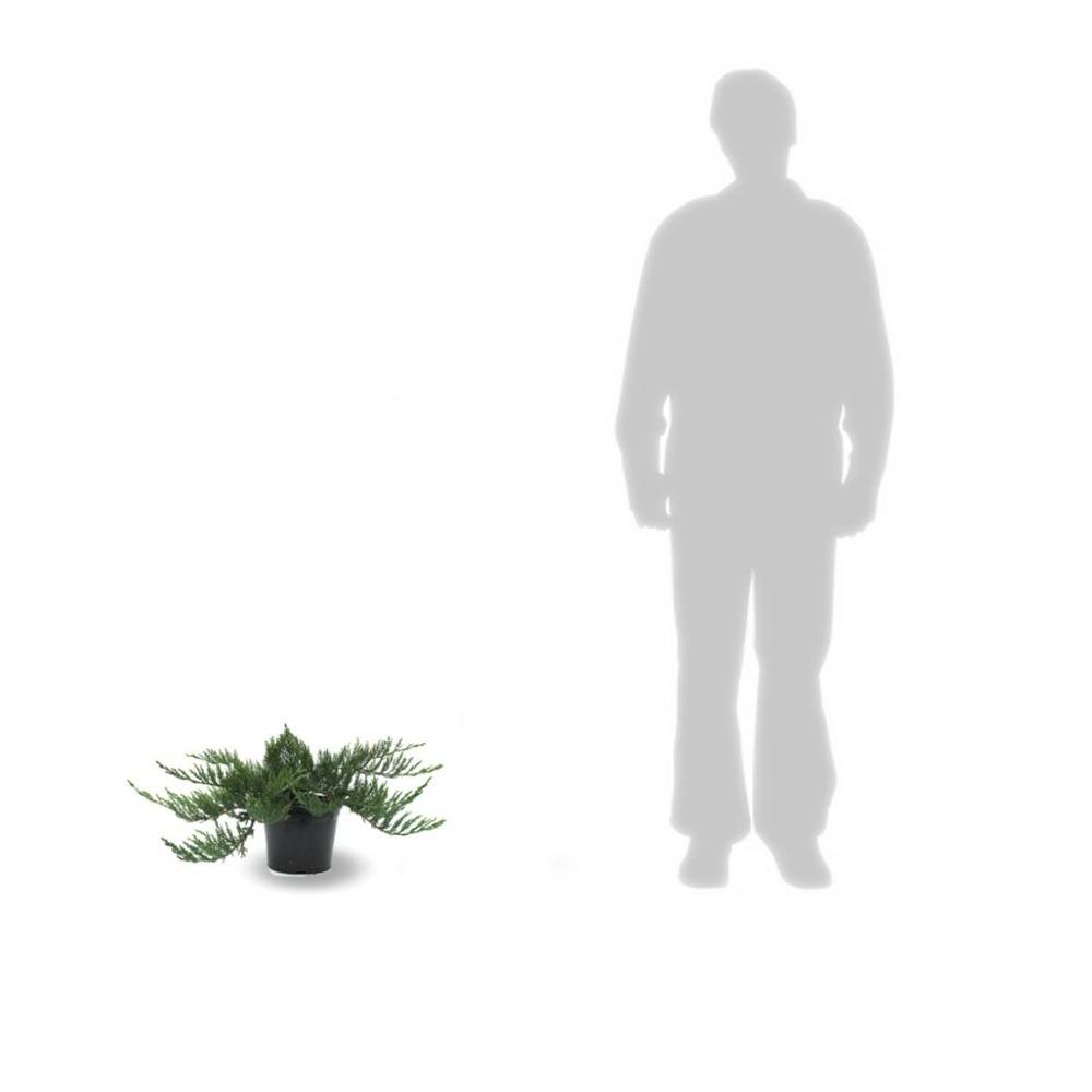 Genévrier sabine sabina tamariscifolia/juniperus sabina tamariscifolia[-]pot de 5l - 40/60 cm