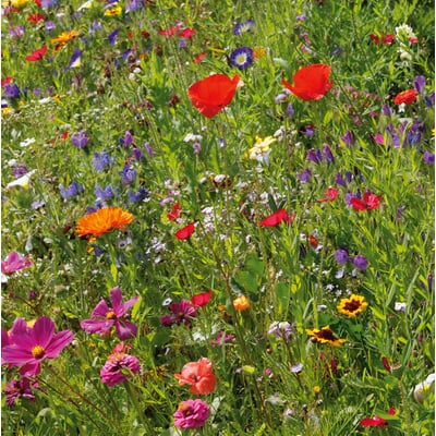 Blumensamenmischung Gönninger Sommerpracht
