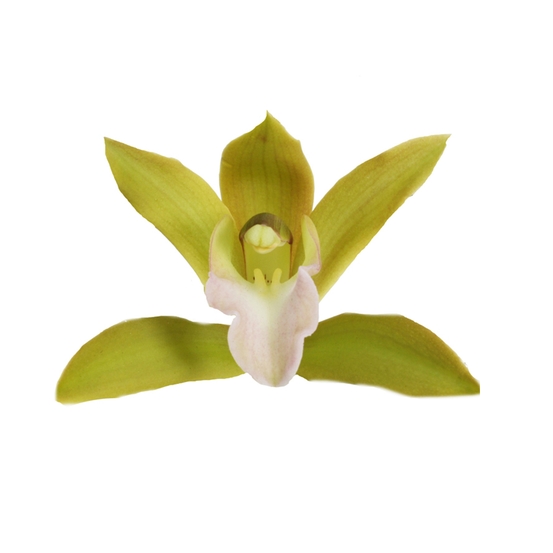 CYMBIDIUM TIGER TAIL 3 TIGES D12 H50
