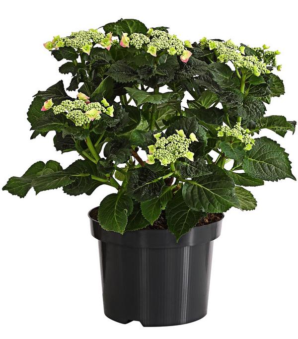 Teller-Hortensie, ca. 30-40 cm