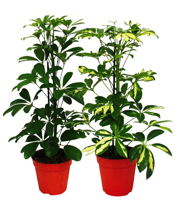 Strahlenaralien-Set - Schefflera, 2-teilig