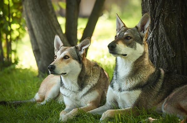 Hunde Trekking Büren| mydays