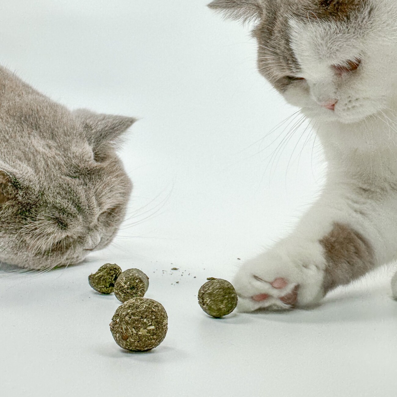 Kater Kasimir 10 Katzenminze-Kugeln
