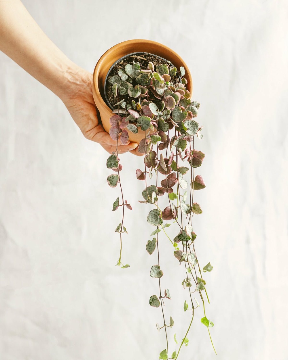 Plante d'intérieur - ceropegia woodii variegata - chaine de coeurs 38.0cm