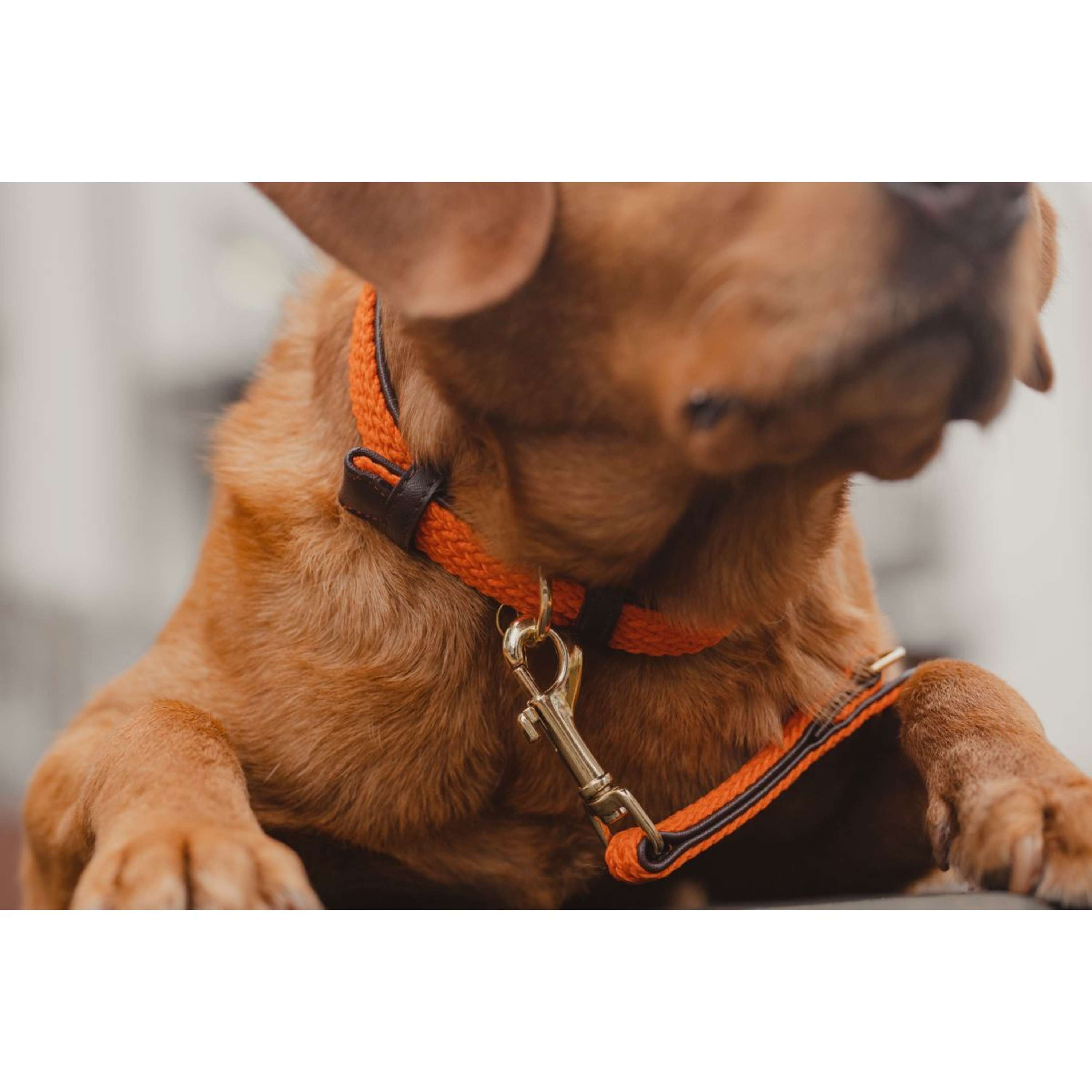 Kentucky Halsband Plaited Nylon Oranje