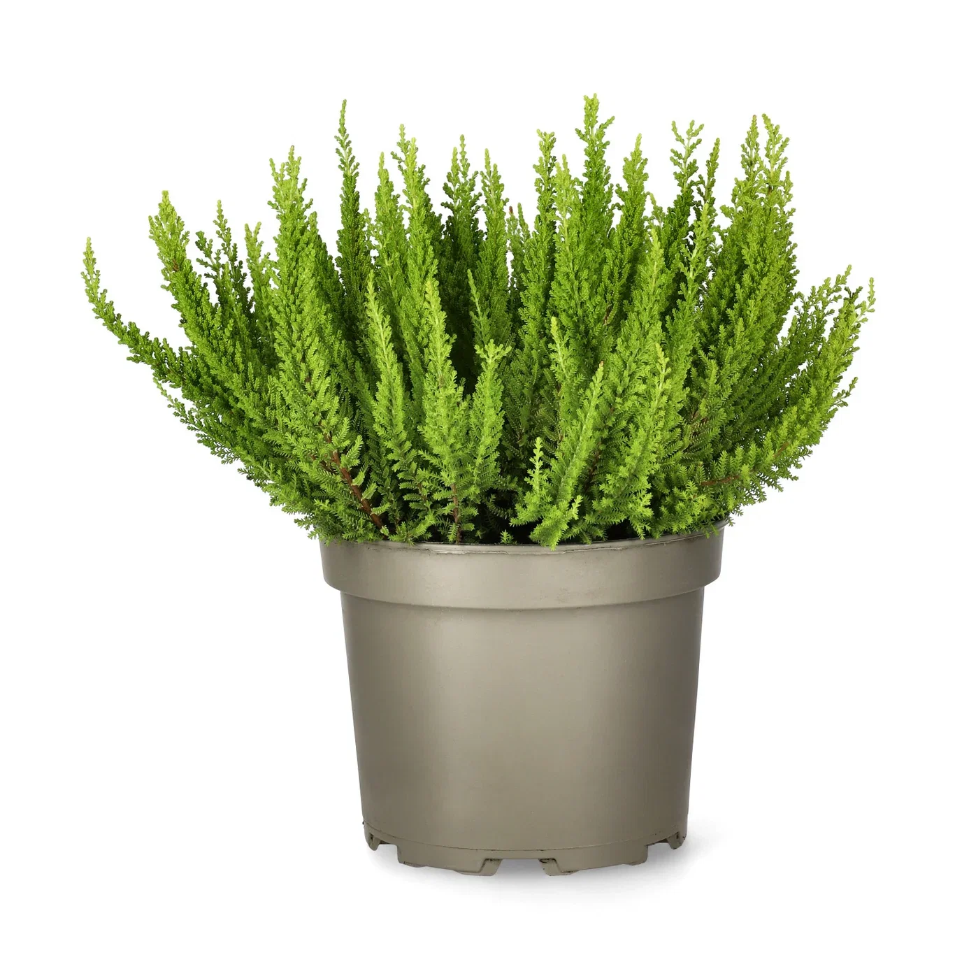 Calluna vulgaris SKYLINE Røsslyng SKYLINE Ø17 cm