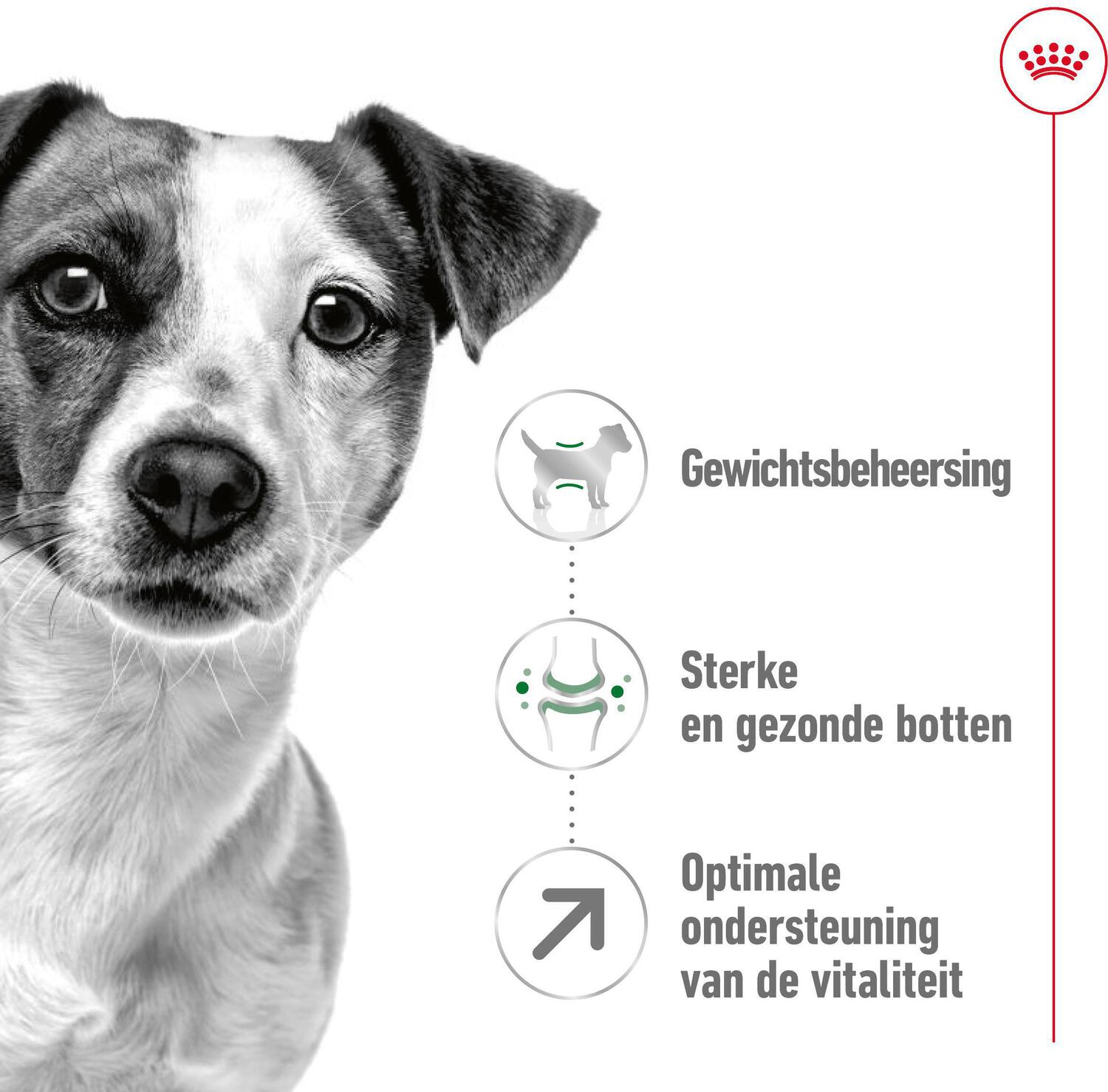 Royal Canin hondenvoer Mini adult 8+ 4 kg