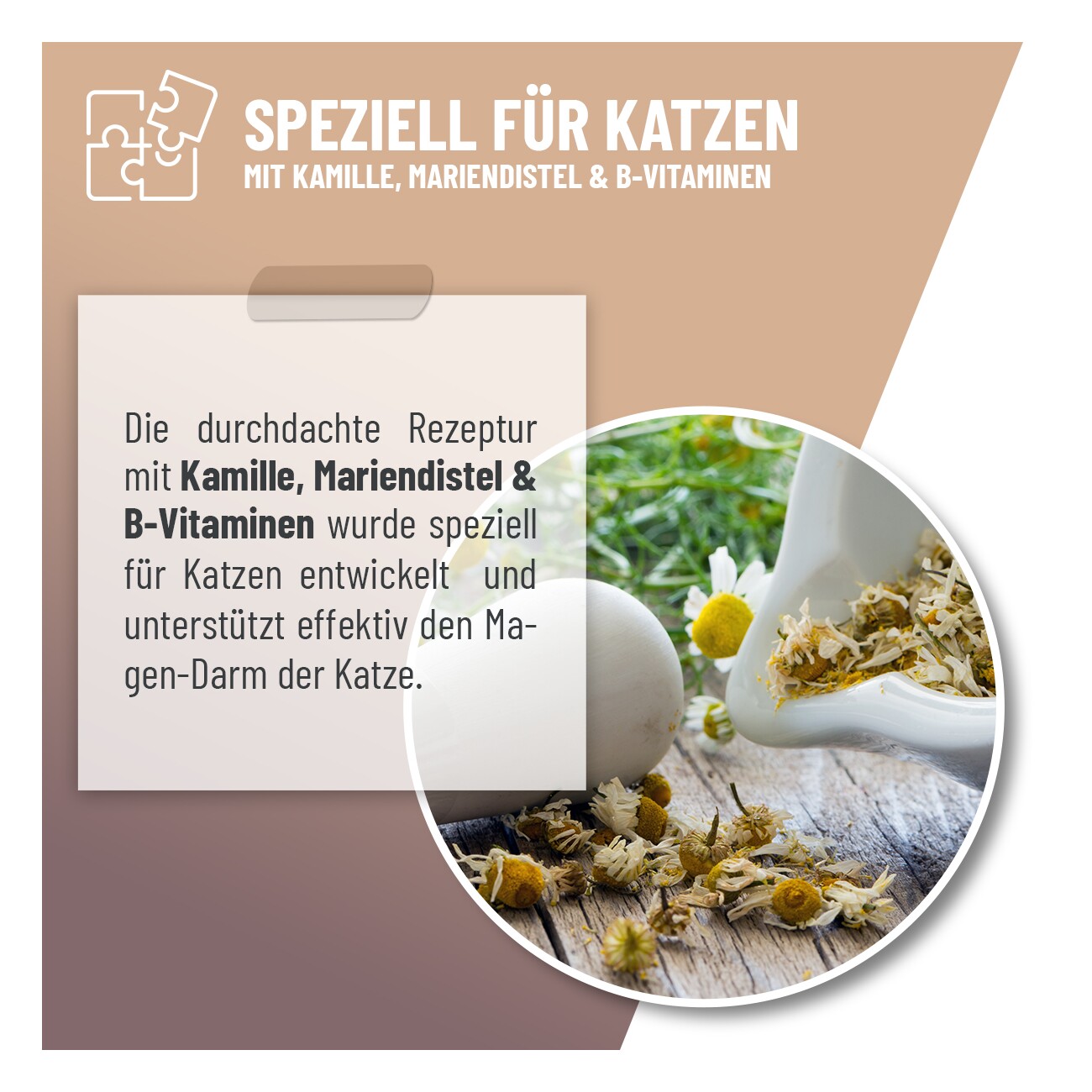 REAVET Magen & Darm Tropfen Katzen 50ml