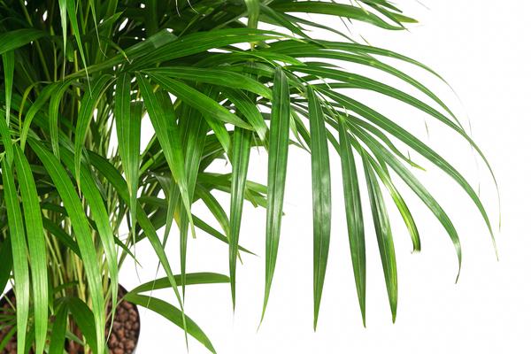 Goldfruchtpalme - Dypsis lutescens,