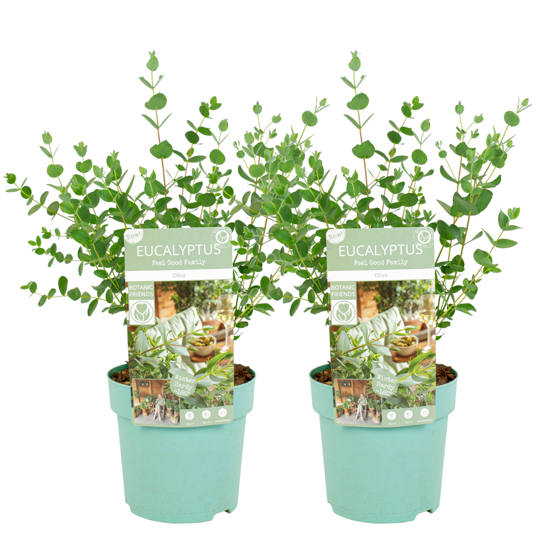 Eucalyptus parvifolia 'oliva' - set de 2 - pot 15cm - hauteur 35-45cm