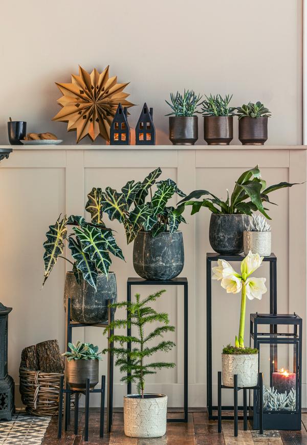 Gefüllte Amaryllis - Hippeastrum,
