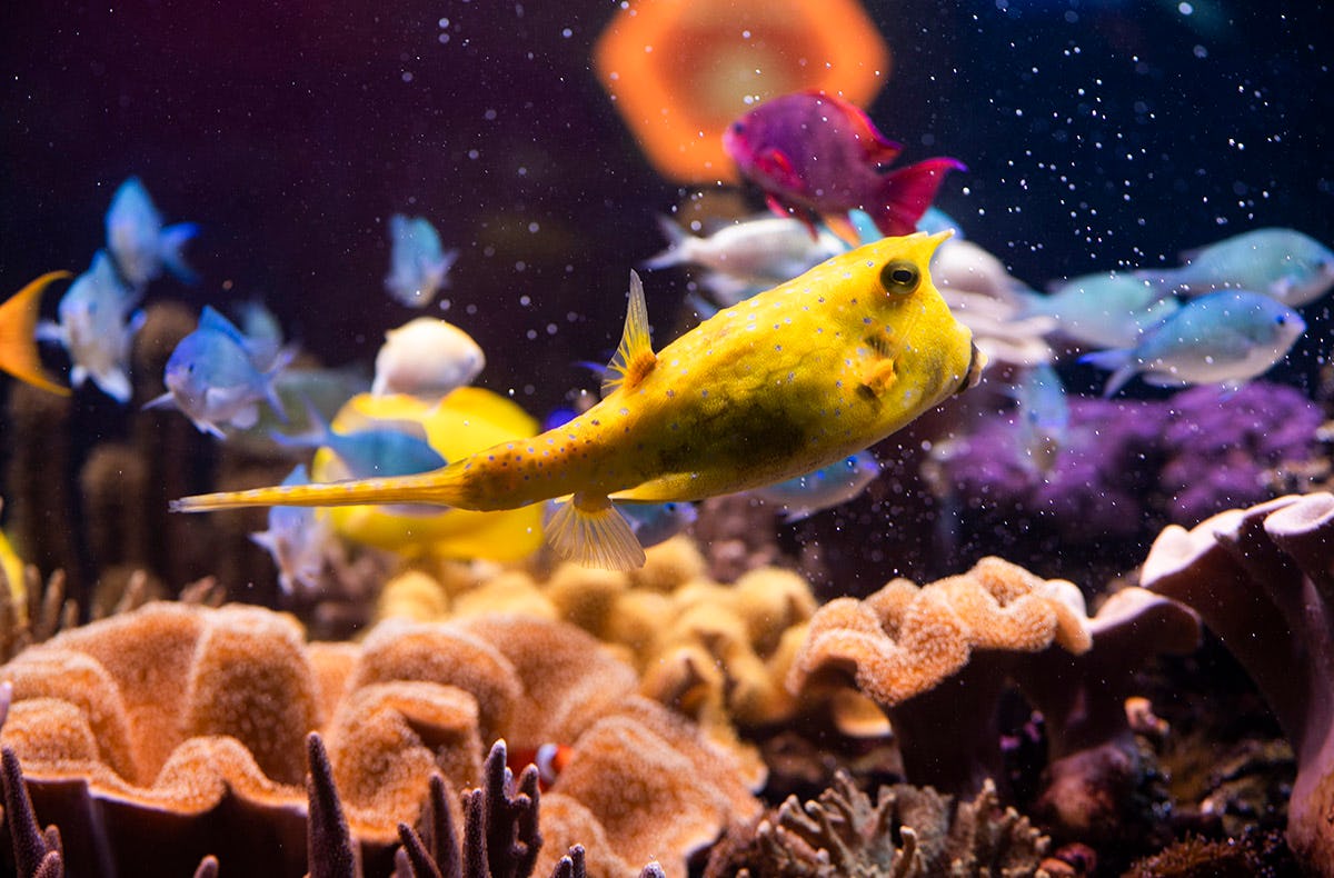 Sea Life Speyer (1 EW   1 Kleinkind)