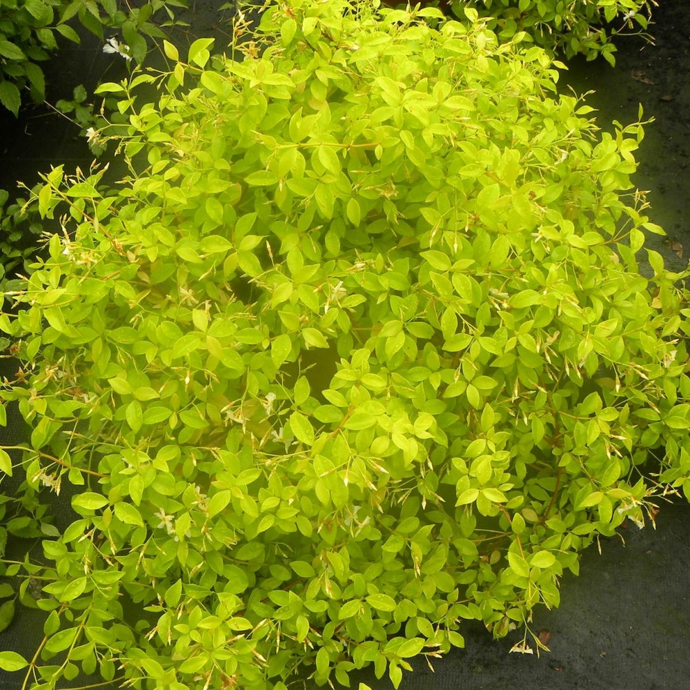 Jasmin étoilé jasminoïdes golden memories®/trachelospermum asiaticum 'golden memories'®[-]pot de 1,8l