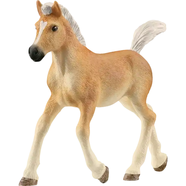 13951 Haflinger Fohlen