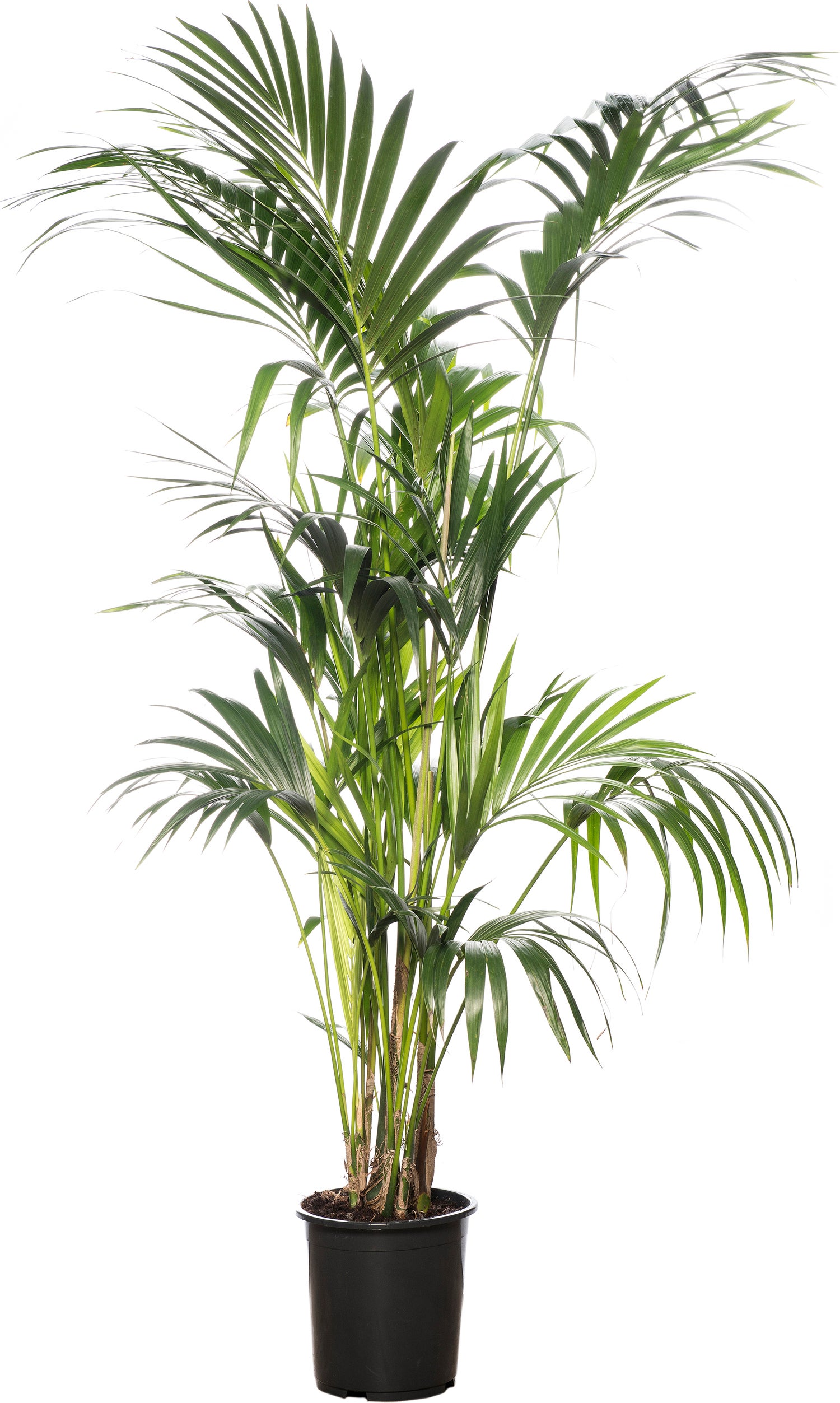 Kentiapalm (Howea forsteriana) D 27 H 170 cm