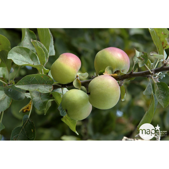Pommier Belle de Boskoop en gobelet 2 ans d'âge - pot 7.5L