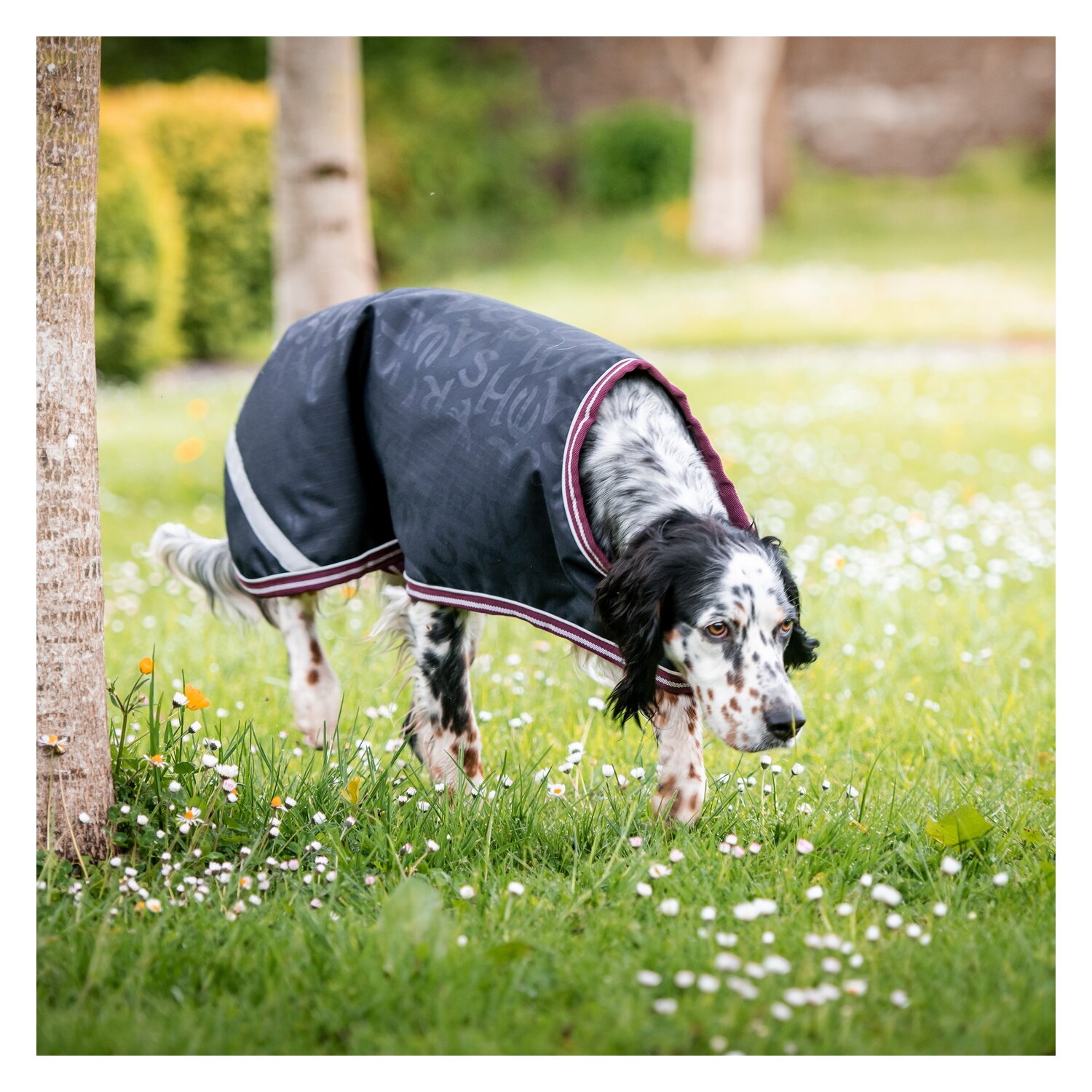 Horseware Hundemantel AMIGO Dog Rug - navy/burgundy/white