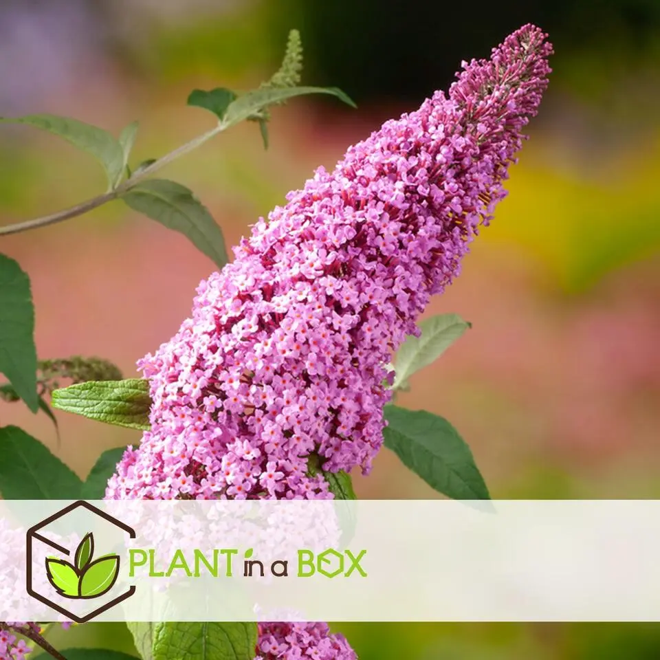 Vlinderstruik - Set van 3 - Buddleja 'Pink Delight' - Hoogte 25-40cm - ⌀9cm
