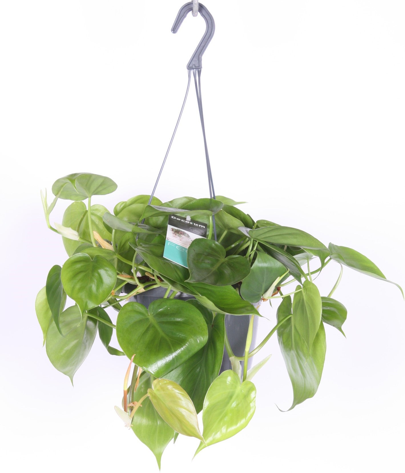 Philodendron in hangpot (Philodendron scandens) D 17 H 35 cm