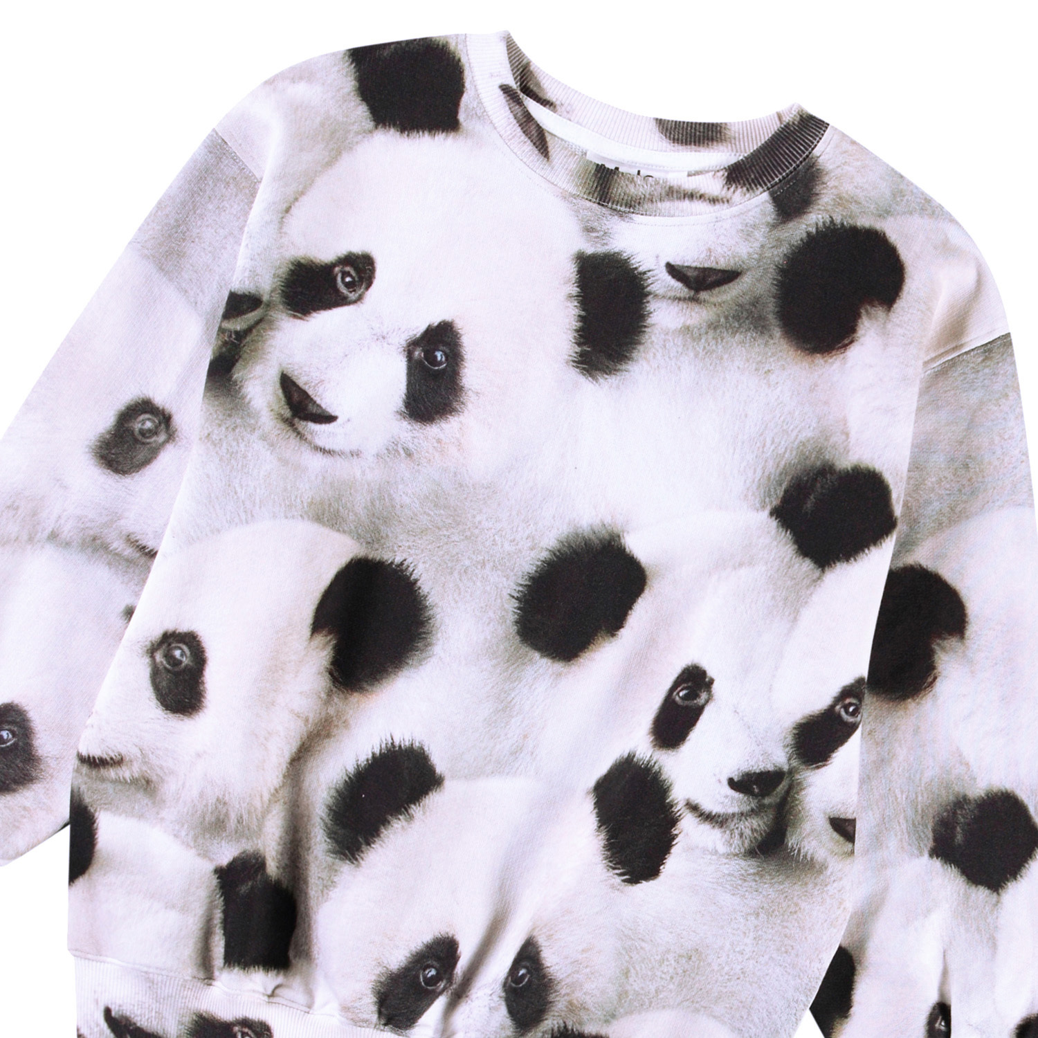 Monti - Giant Panda