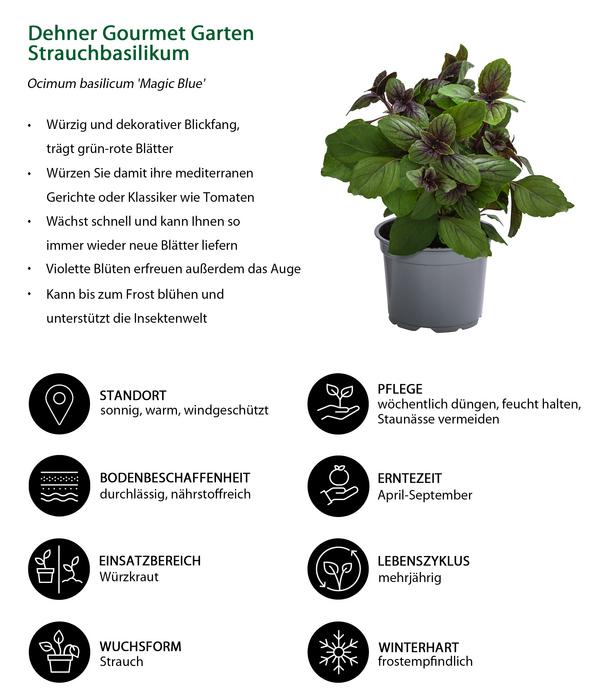 Dehner Gourmet Garten Strauchbasilikum 'Magic