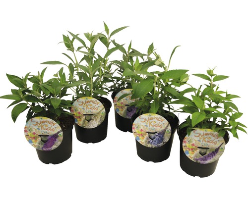 Vlinderstruik Mix Buddleja davidii 'Summer Kids'® H 25-30 cm Co 3 L willekeurige kleurselectie