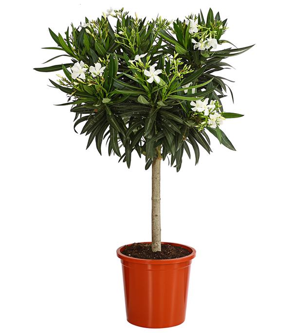Oleander, Stämmchen, verschiedene Farben