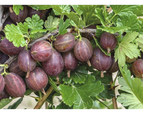 Biologische Rode Kruisbes Hoogstamboom FloraSelf Organic Ribes uva-crispa 'Hinnonmäki red' Hoogte ca. 140 cm Co 5 L