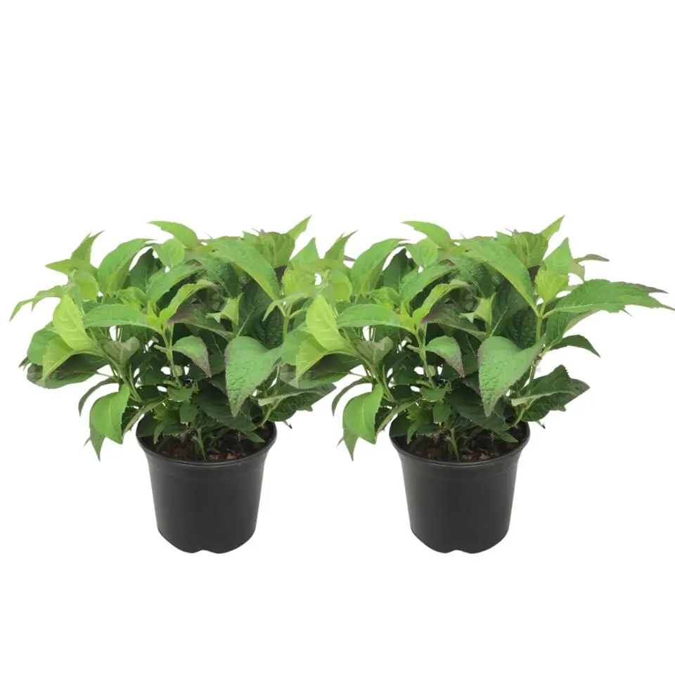 Hortensia - Set van 2 - Hydrangea serrata 'Summerglow' - Hoogte 25-40cm - ⌀19cm