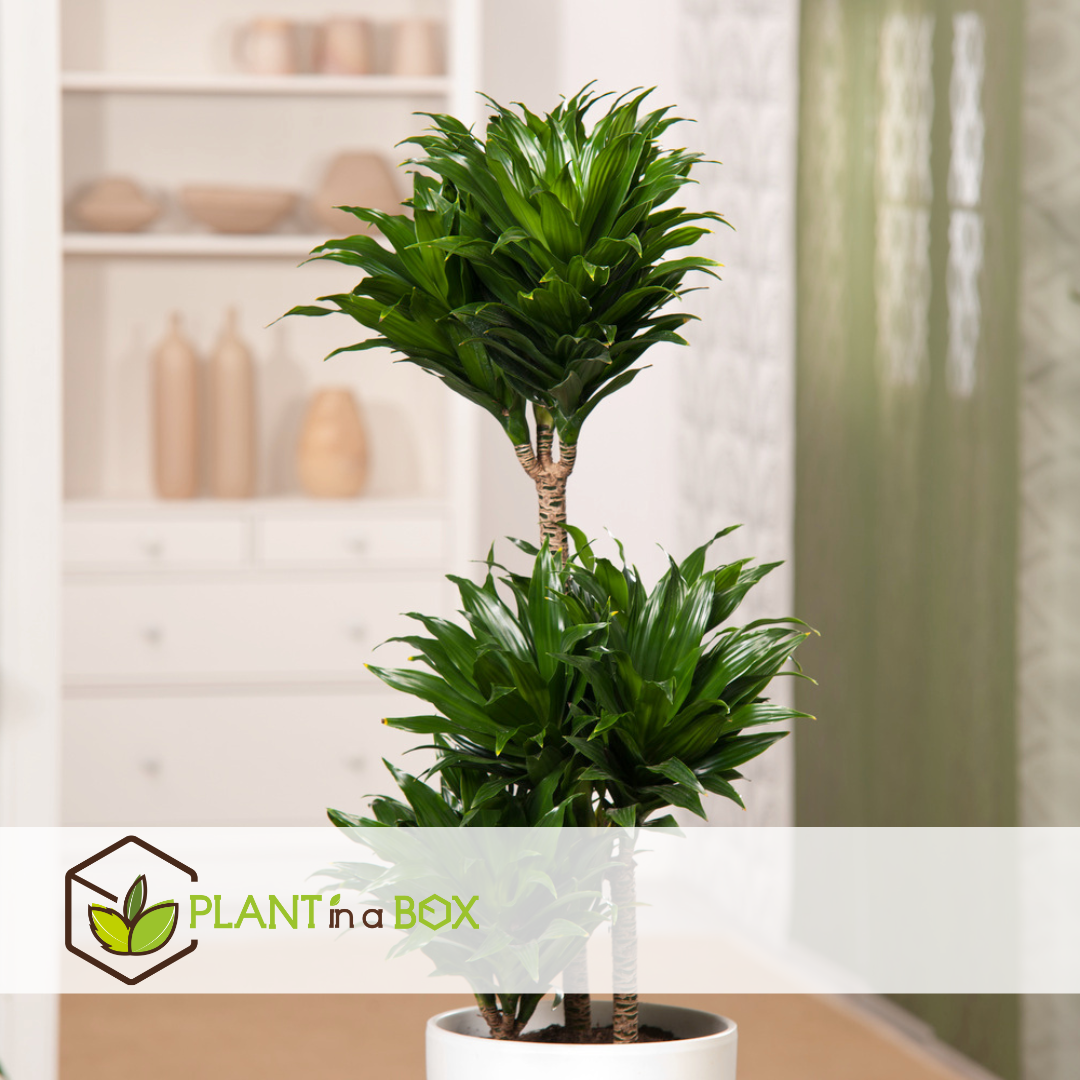 Dracaena deremensis 'compacta' - plante d'intérieur - ⌀ 17 cm - hauteur 60-70cm