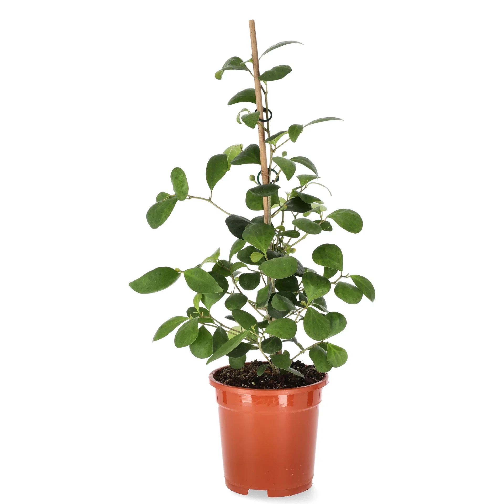 Ficus deltoidea Ficus Deltoidea Høyde 40 cm