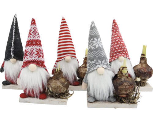 Kerststuk Kabouter met Amaryllis FloraSelf H ca. 17 cm