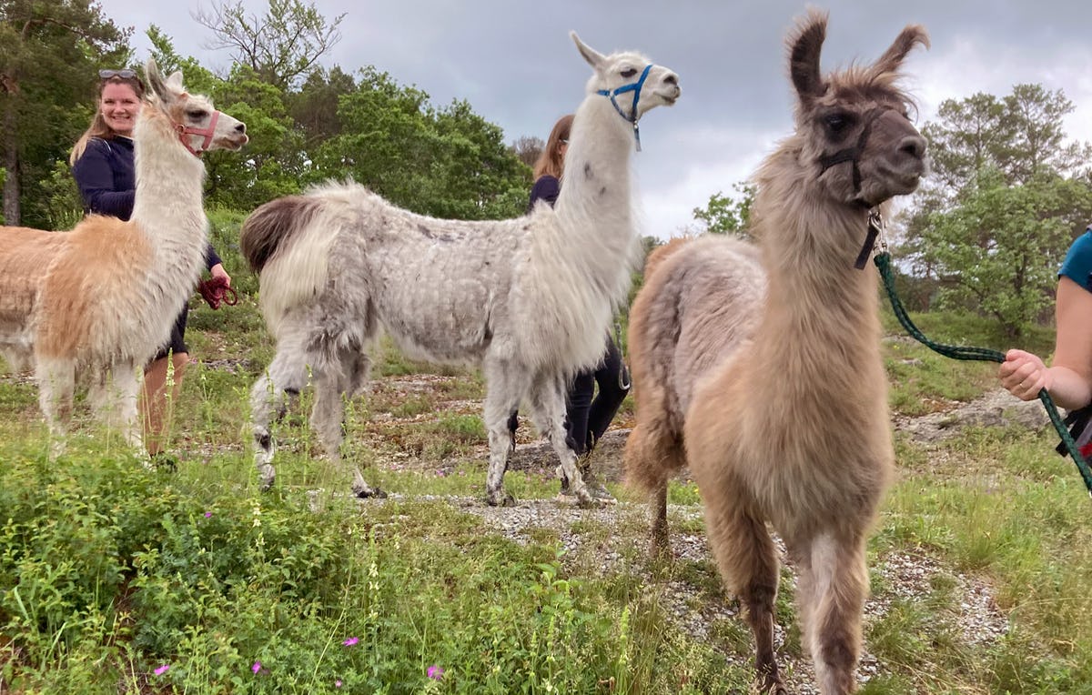 Lama Erlebnistag & Yoga Retzstadt